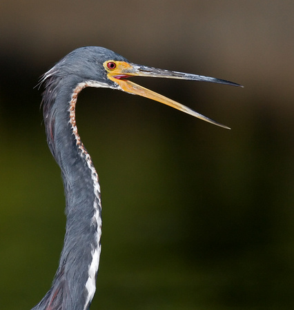 Tricolored Heron