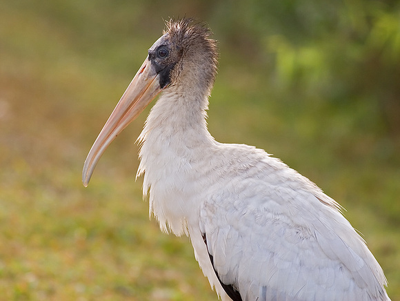 Wood Stork