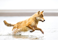 Gray Wolf Fishing Attempt
