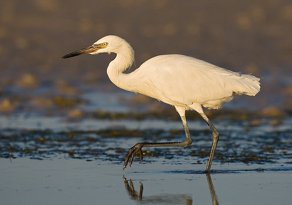 Reddish Egret - White Phase