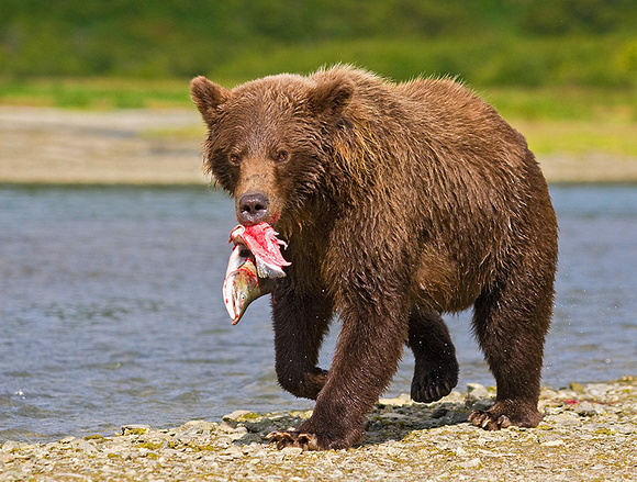 Mother Bear Carrying Salmon to Cub
