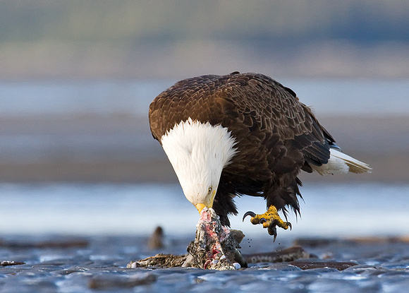 Bald Eagle Scavenging Meal