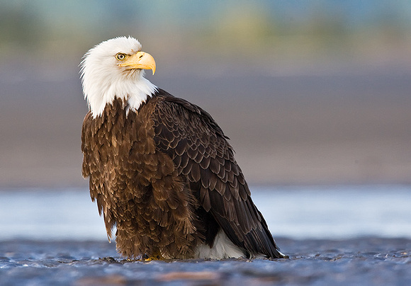 Bald Eagle