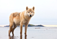 Gray Wolf