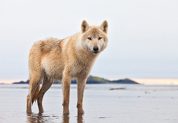 Gray Wolf