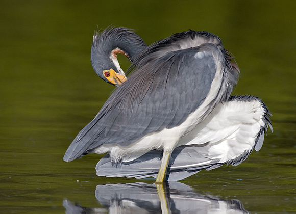 Tricolored Heron Preening
