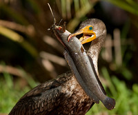 Cormorant with Fish