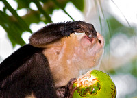 White-Faced Capuchin Monkey Eating Coconut