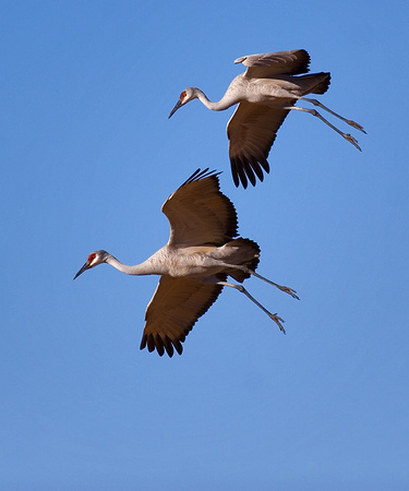 Sandhill Cranes Landing