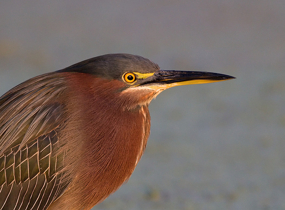 Green Heron