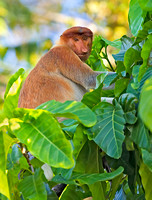 Observant Subadult Male Proboscis Monkey