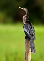 Anhinga