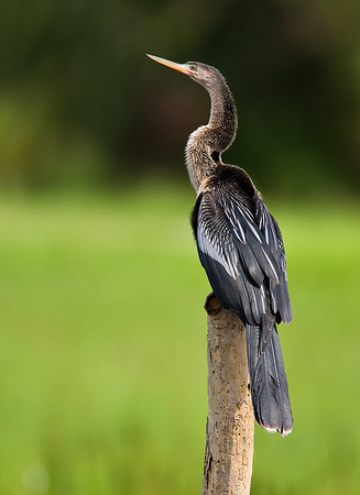 Anhinga