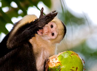 White-Faced Capuchin Monkey Licking Milk Off Arm