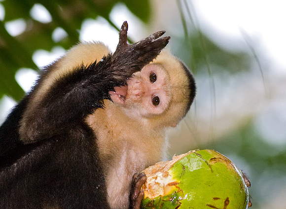 White-Faced Capuchin Monkey Licking Milk Off Arm