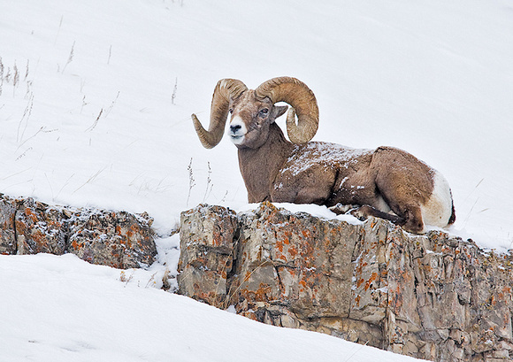 Bighorn Ram Resting