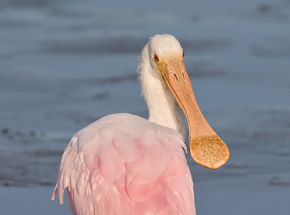 Roseate Spoonbill