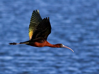 Glossy Ibis