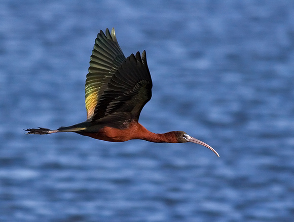 Glossy Ibis