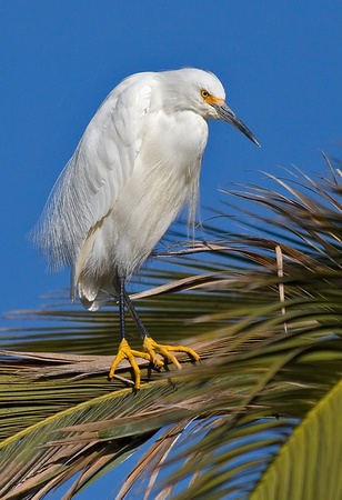 Snowy Egret
