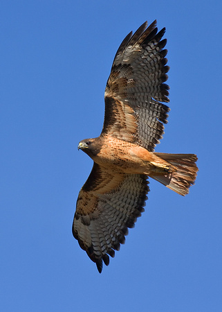 Red-Tailed Hawk
