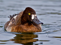 Female Scaup