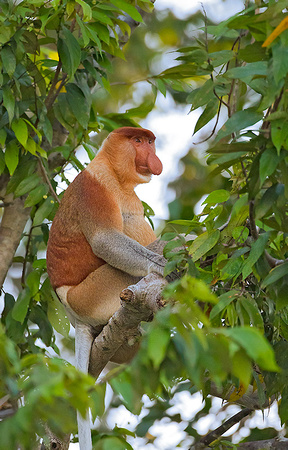 Male Proboscis Monkey Waking Up