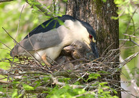 Black-Crowned Night Heron with Young