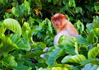 Observant Subadult Proboscis Monkey