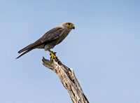 Dickinson's Kestrel