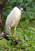 Black-Crowned Night Heron