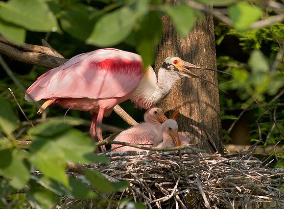 Roseate Spoonbill Parent with Young