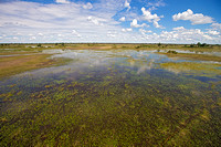 Okavanga Delta from Helicopter at 300 feet
