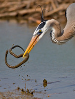 Great Blue Heron with Snake