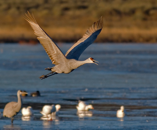 Sandhill Crane