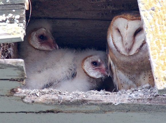 Barn Owl Parent and Owlets