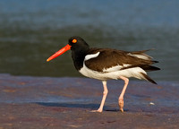 Oystercatcher