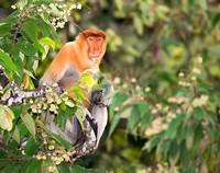 Male Proboscis Monkey