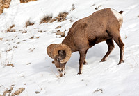 Bighorn Ram Grazing
