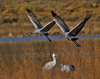 Sandhill Cranes