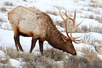 Bull Elk Grazing