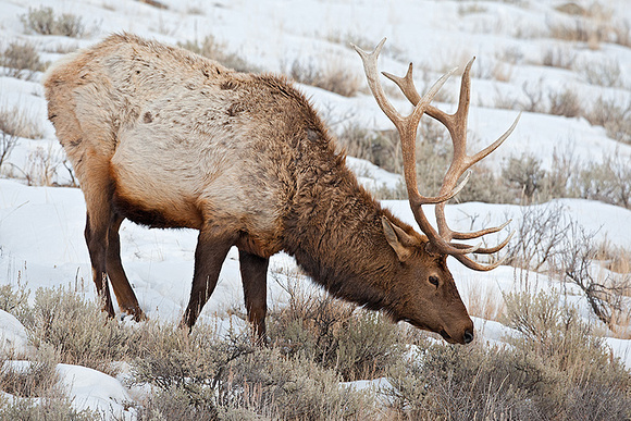 Bull Elk Grazing