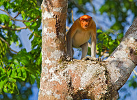 Female Proboscis Monkey on Watch