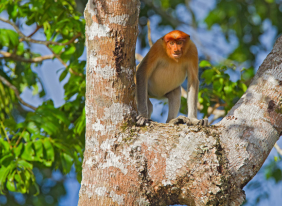 Female Proboscis Monkey on Watch