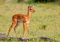 Juvenile Impala