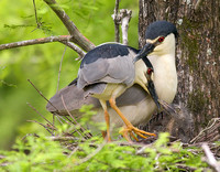 Black-Crowned Night Heron Pair with Young