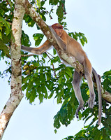 Napping Female Proboscis Monkey