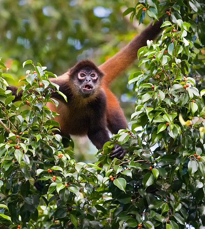 Spider Monkey