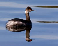 Eared Grebe