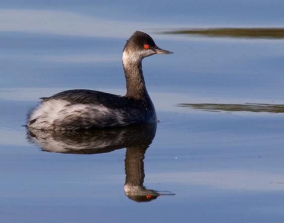 Eared Grebe